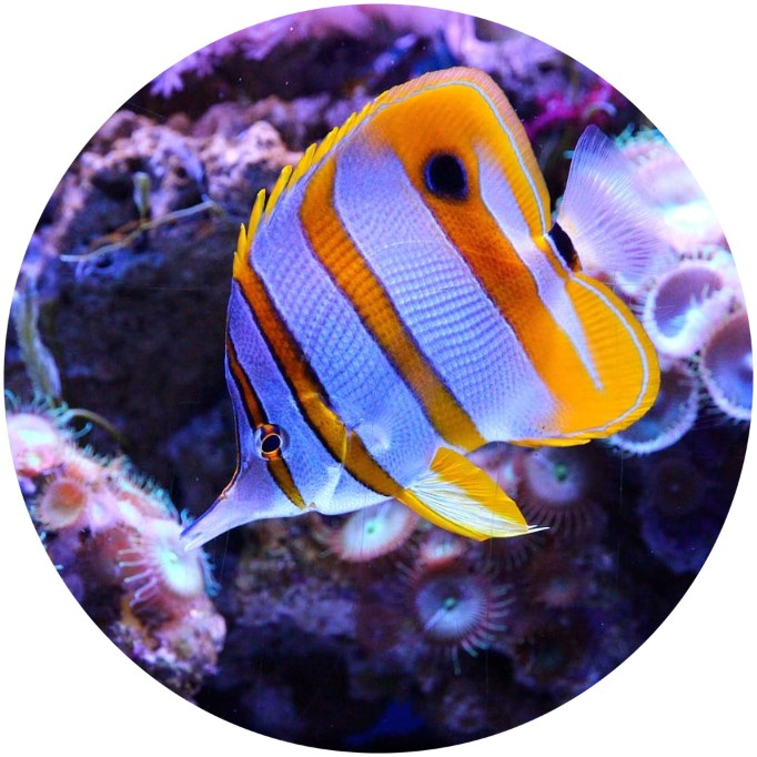 Aquarium Service Kent