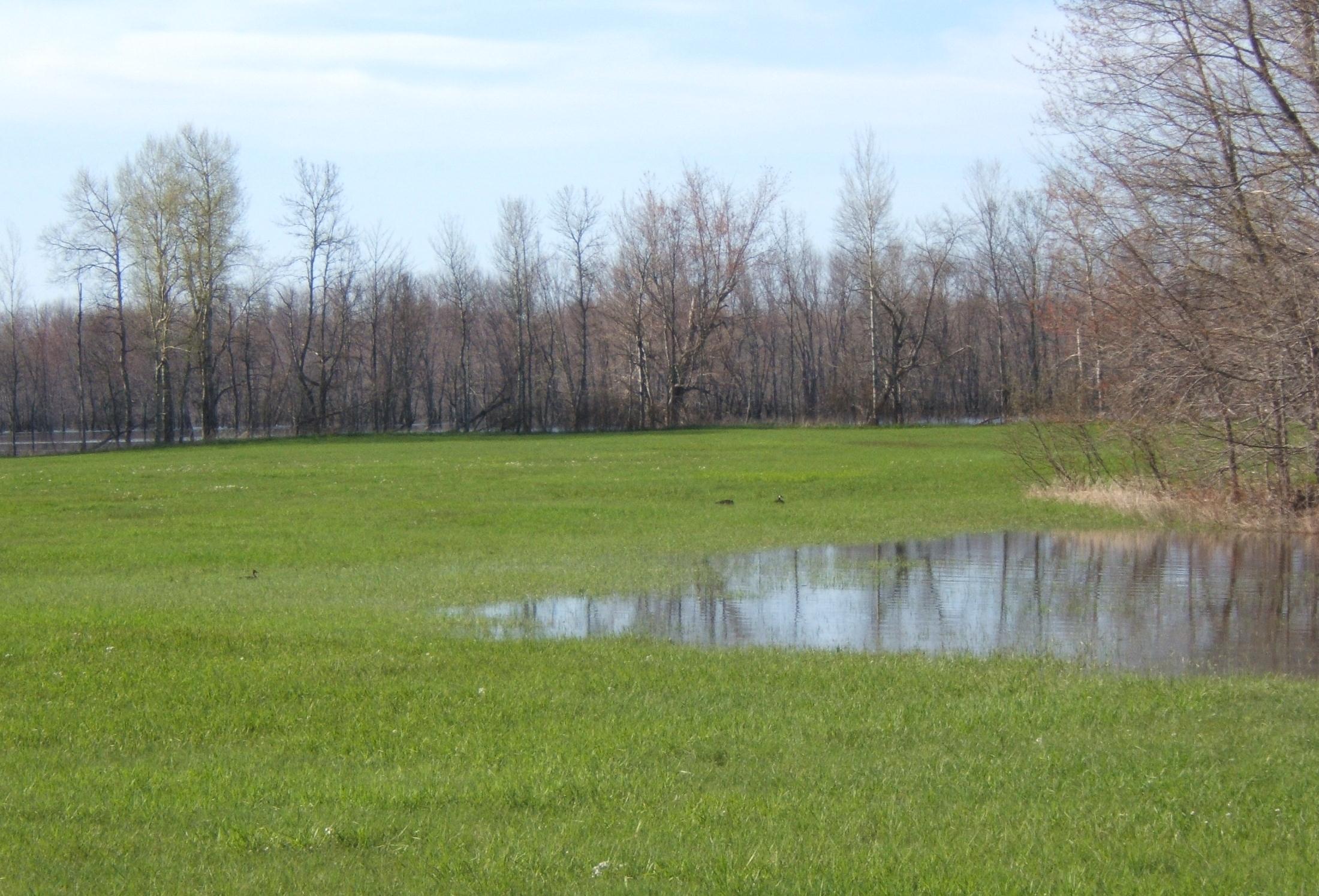 wet field highfields.jpg